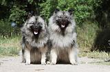 SPITZ LOUP 015